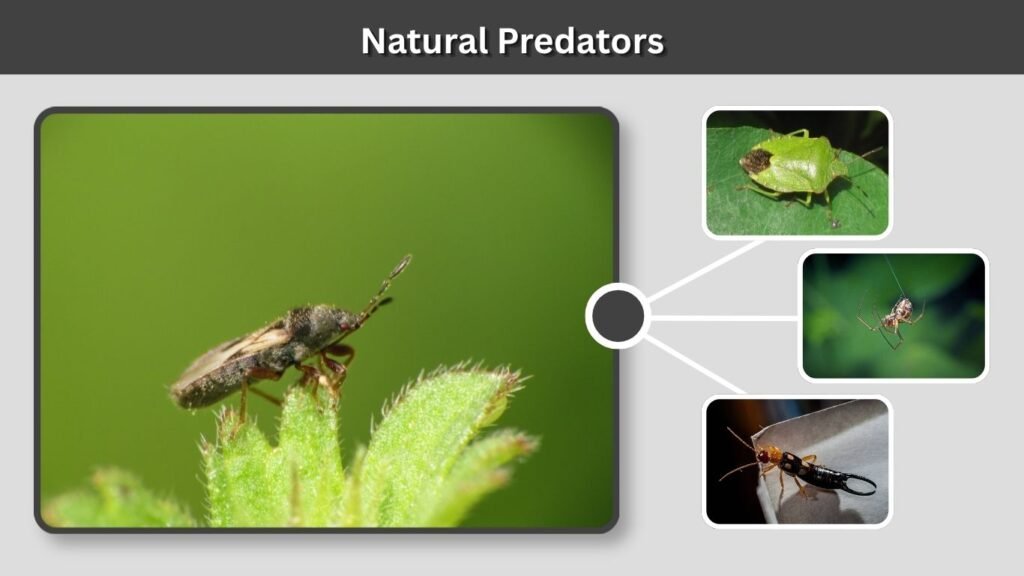 Natural Predators