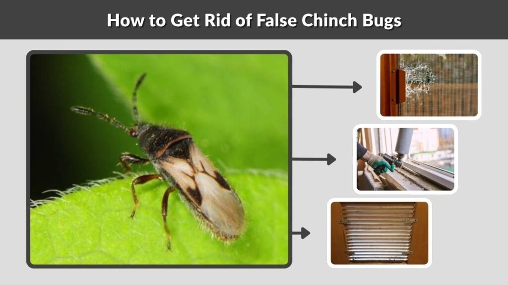 How to Get Rid of False Chinch Bugs