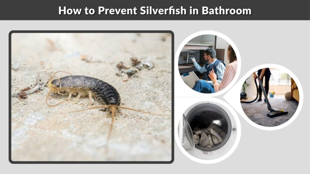 How to Prevent Silverfish in Bathroom
