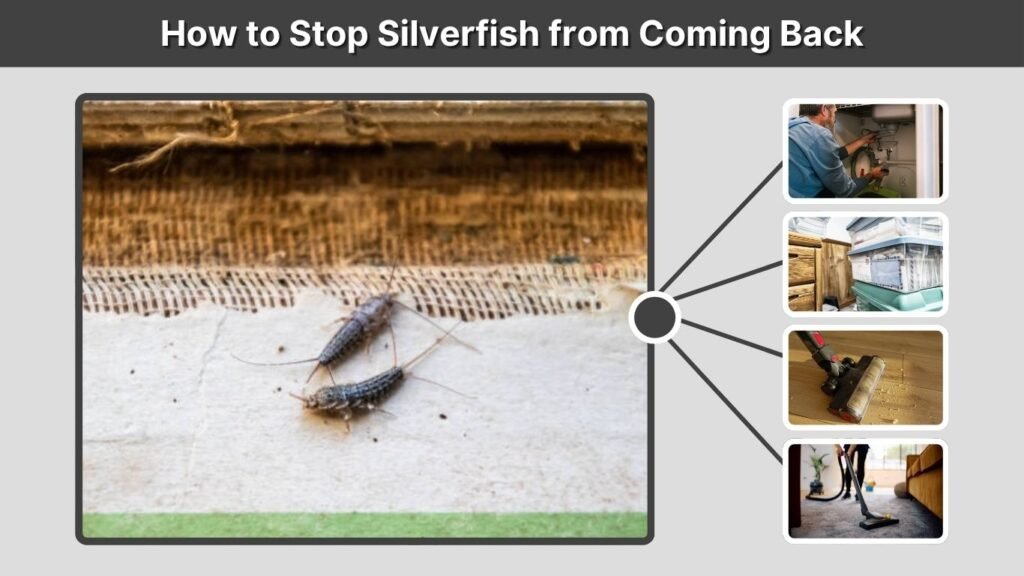 How to Stop Silverfish from Coming Back