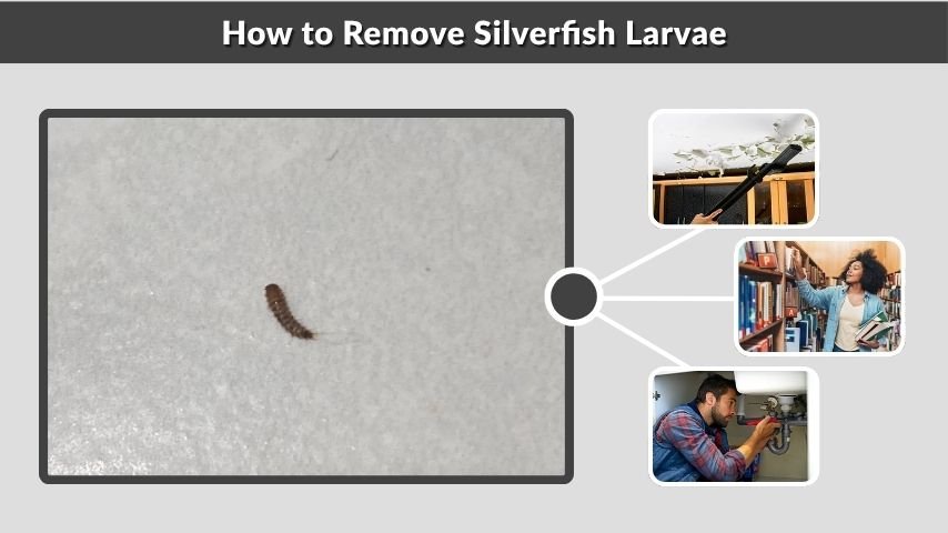 How to Remove Silverfish Larvae