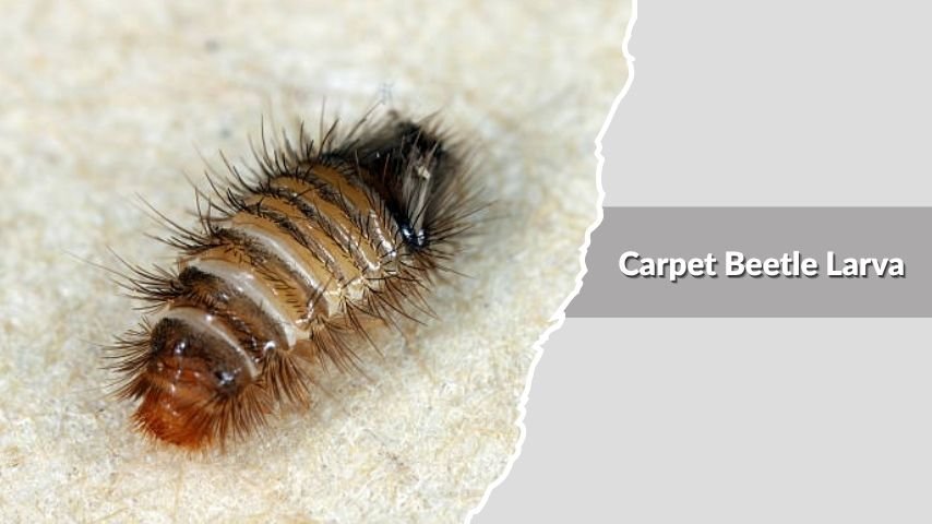 Carpet Beetle Larva