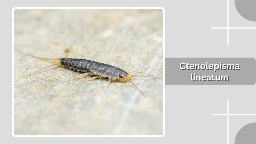 Ctenolepisma lineatum