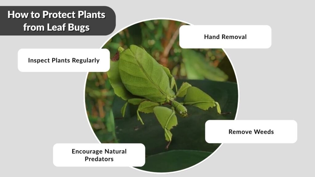 How to Protect Plants from Leaf Bugs