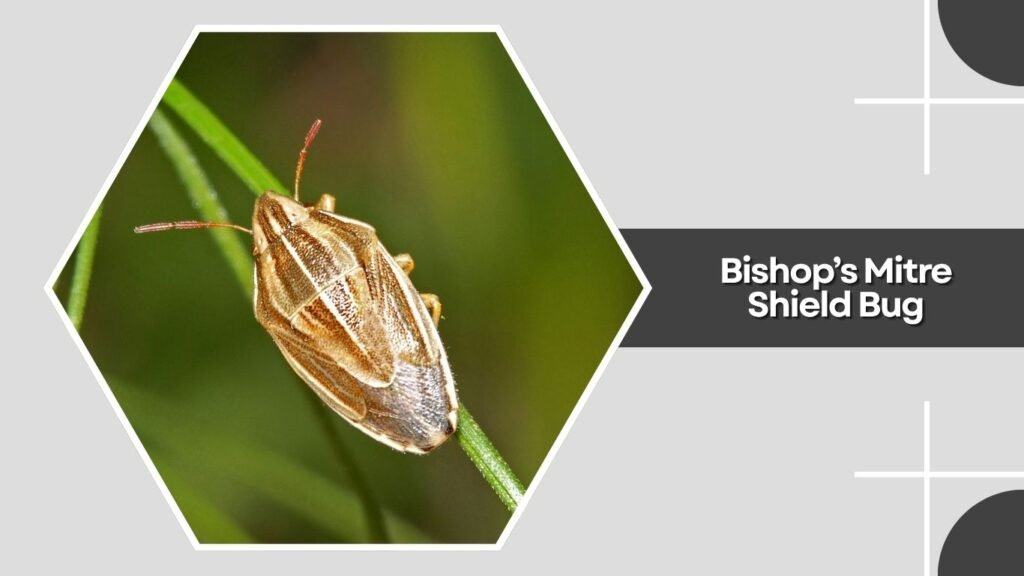 Bishop’s Mitre Shield Bug
