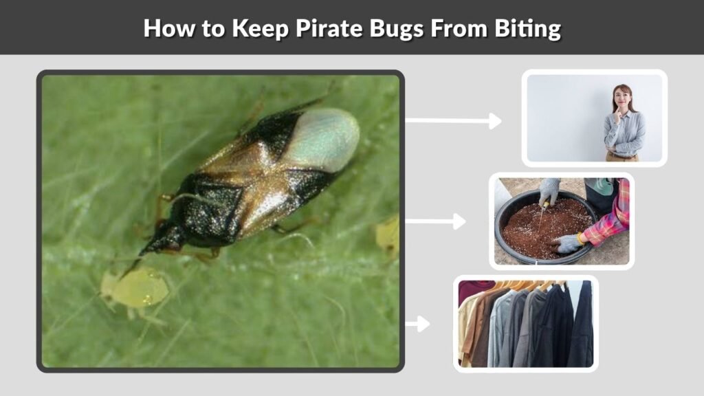 How to Keep Pirate Bugs From Biting