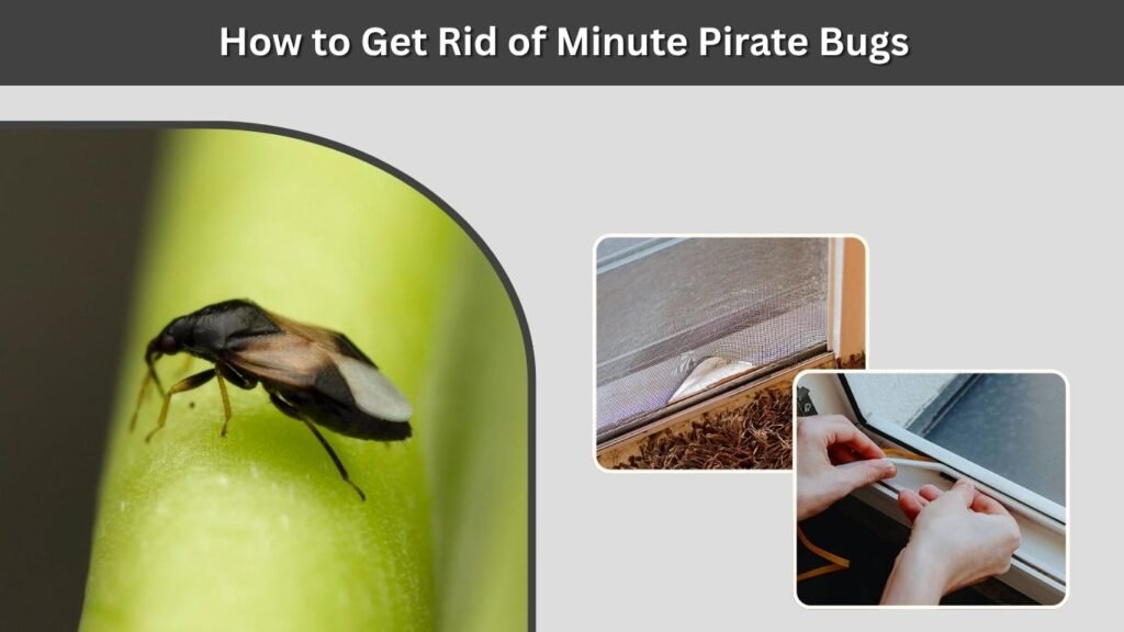 How to Get Rid of Minute Pirate Bugs