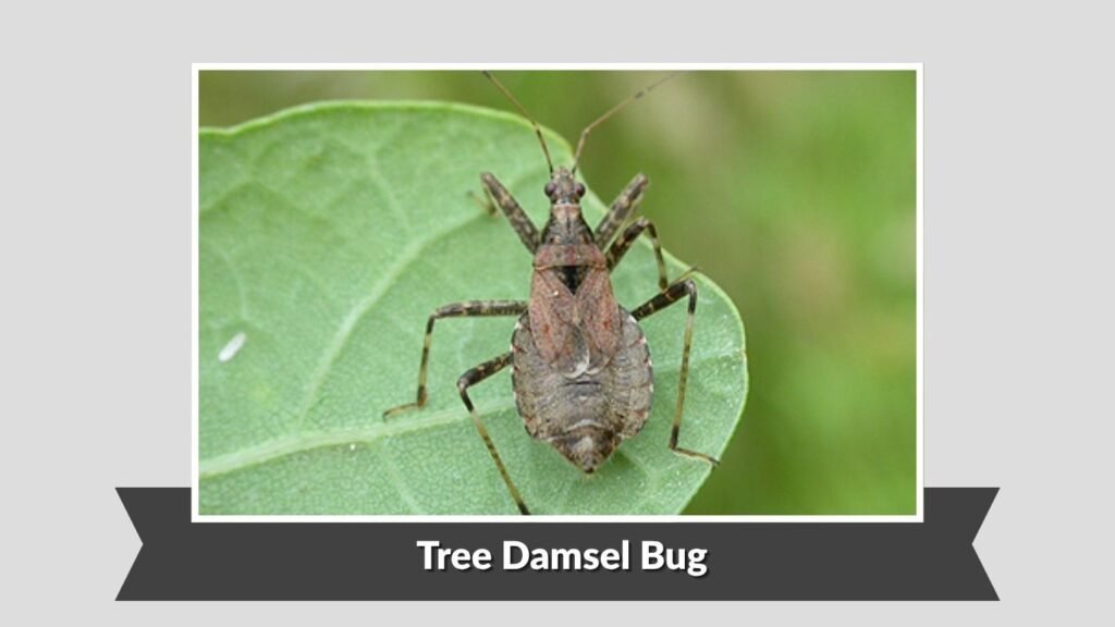 Tree Damsel Bug