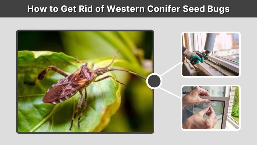 How to Get Rid of Western Conifer Seed Bugs