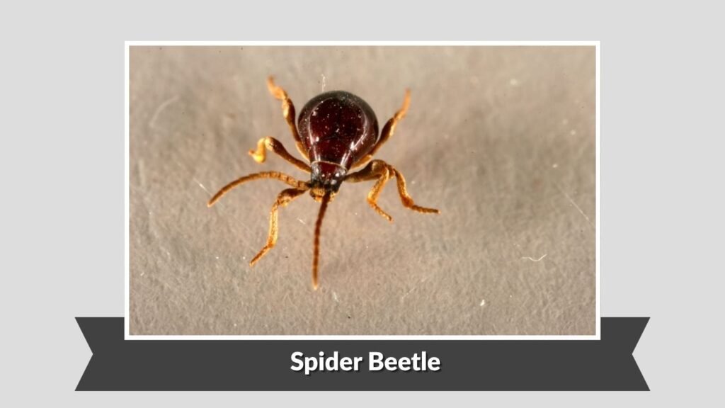 Spider Beetle