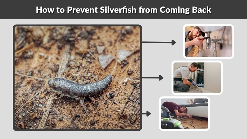 How to Prevent Silverfish from Coming Back