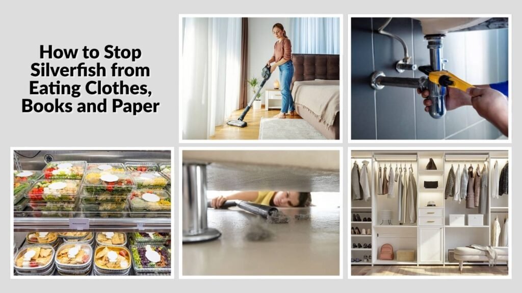 How to Stop Silverfish from Eating Clothes, Books and Paper