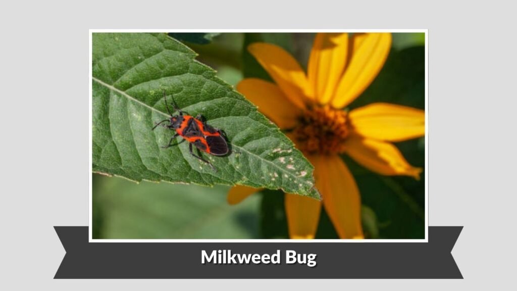 Milkweed Bug