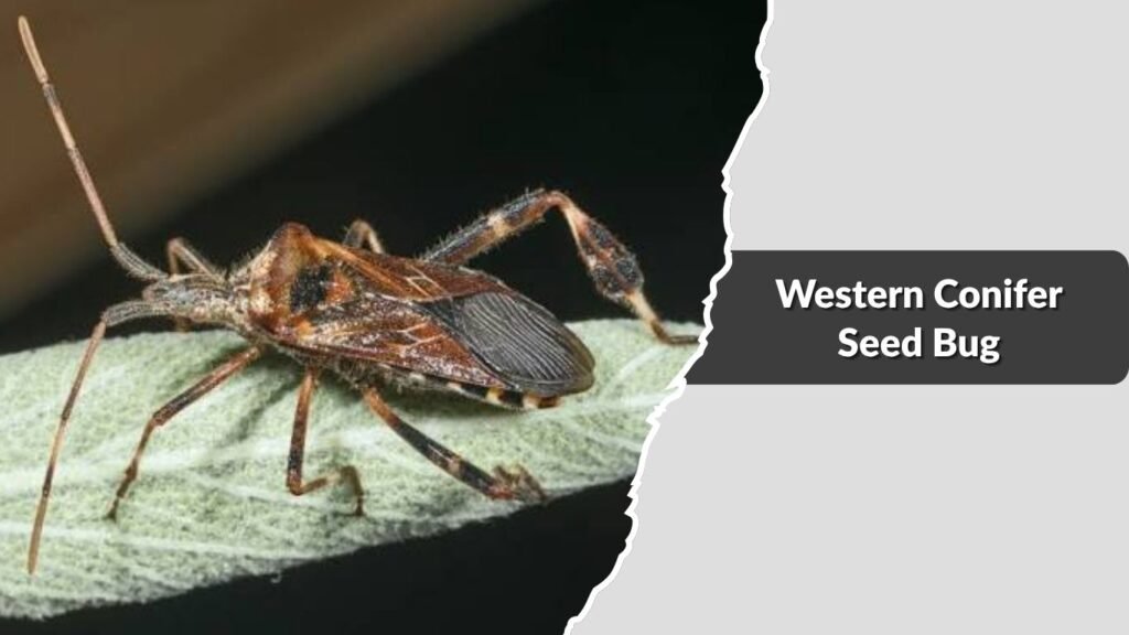 Western Conifer Seed Bug
