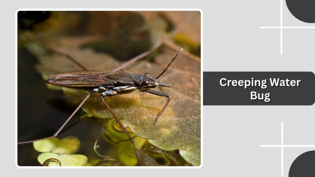 Creeping Water Bug