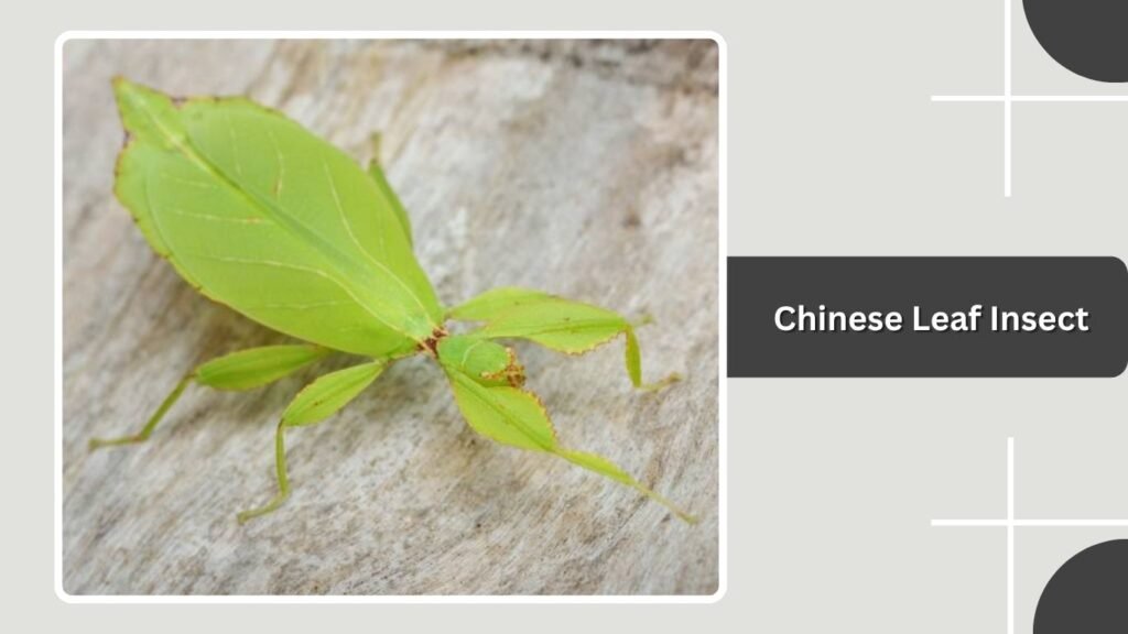 Chinese Leaf Insect