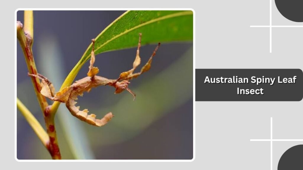 Australian Spiny Leaf Insect