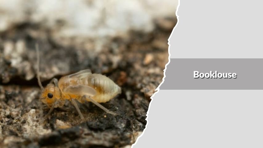 Booklouse