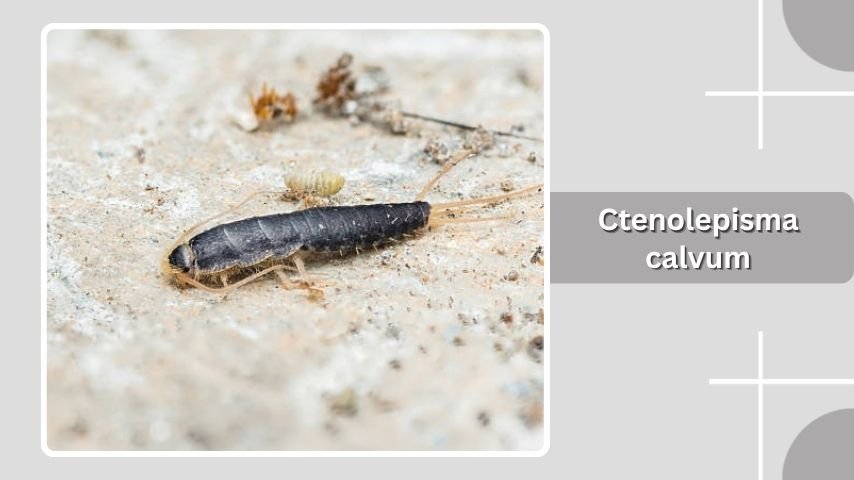 Ctenolepisma calvum