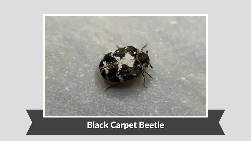 Black Carpet Beetle