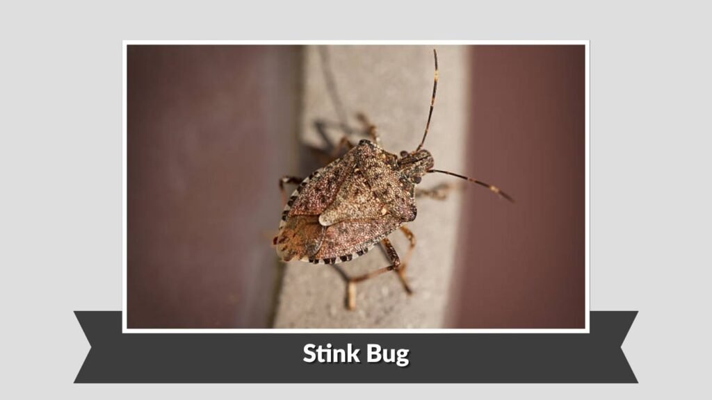 Stink Bug
