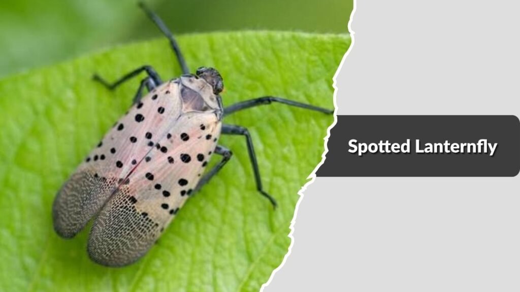 Spotted Lanternfly