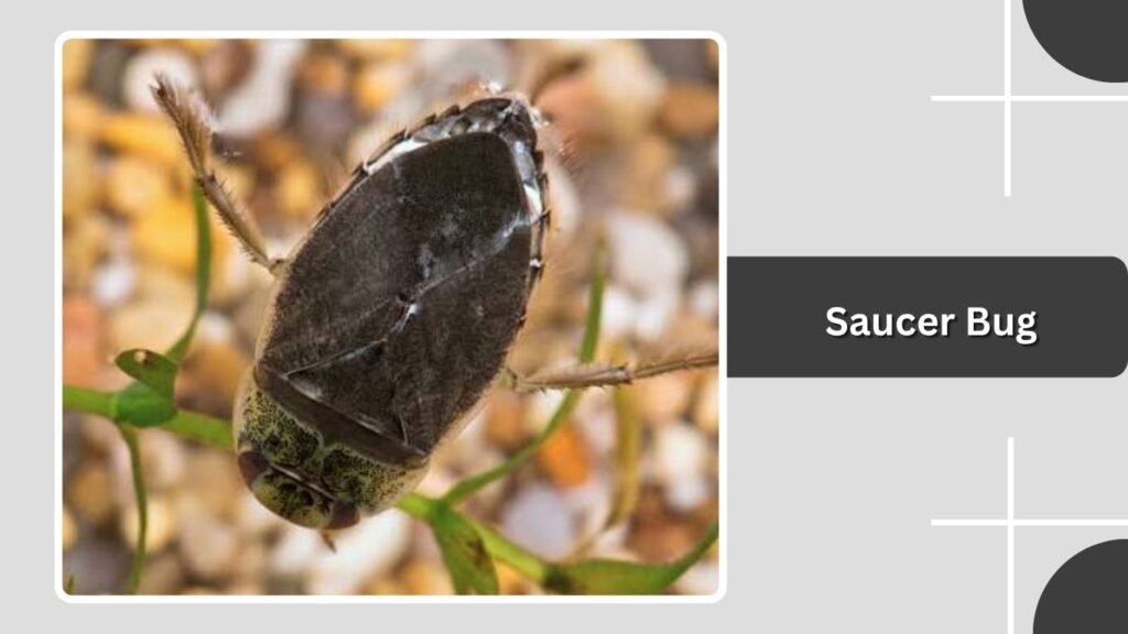 Saucer Bug