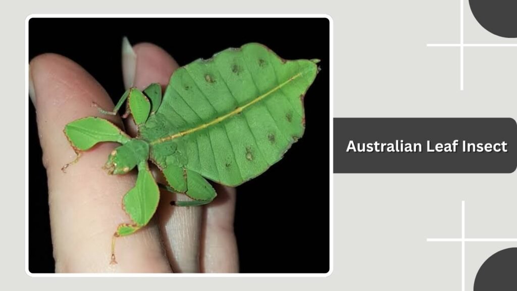 Australian Leaf Insect