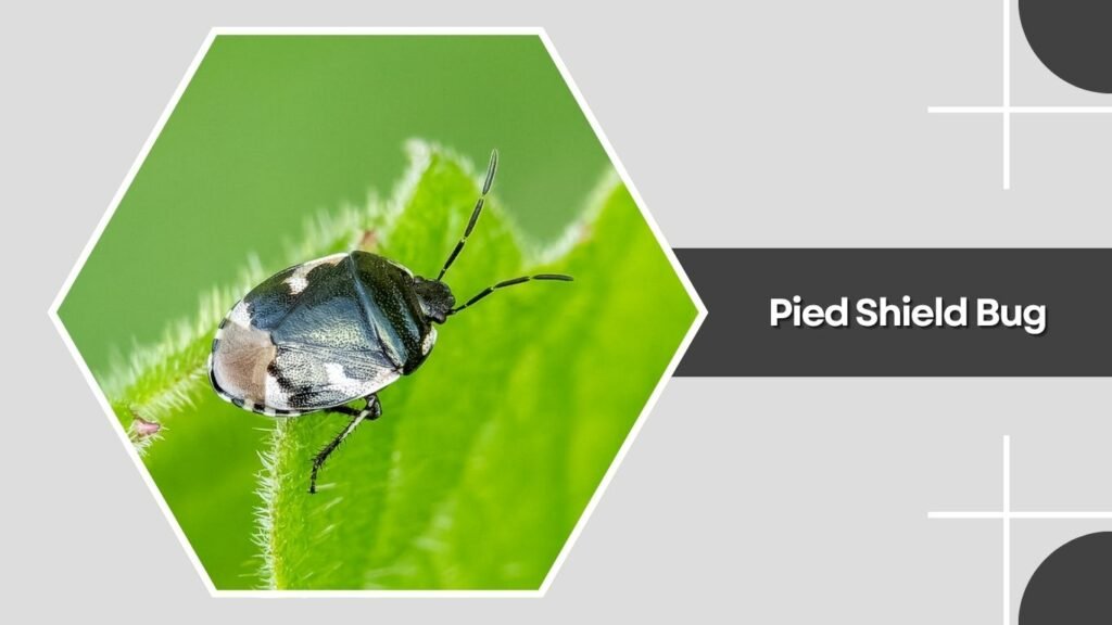 Pied Shield Bug