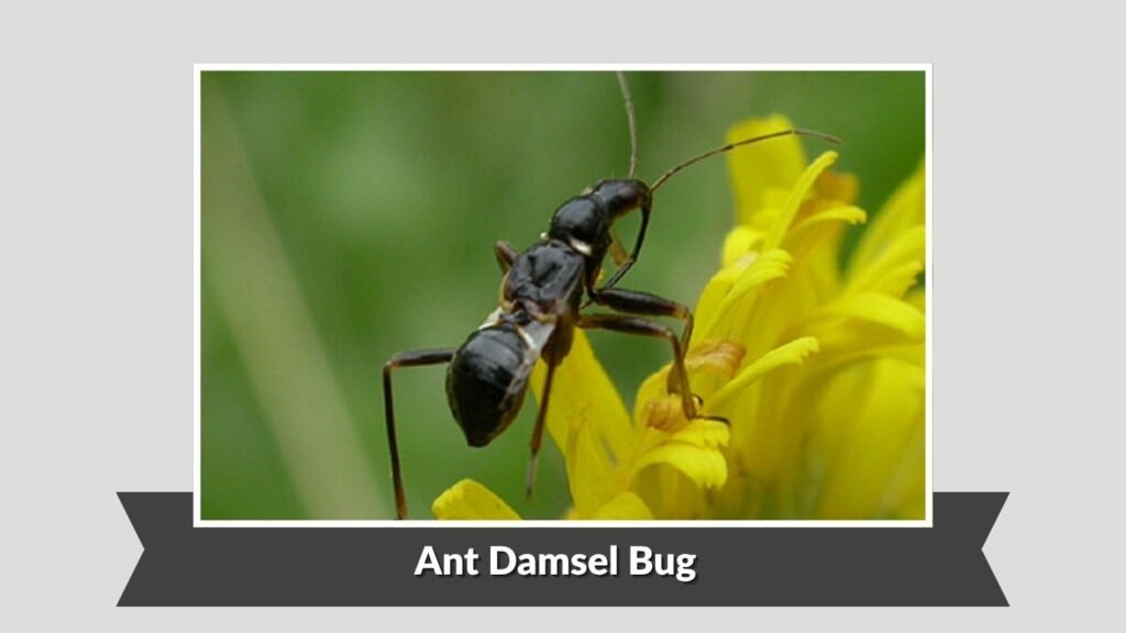 Ant Damsel Bug