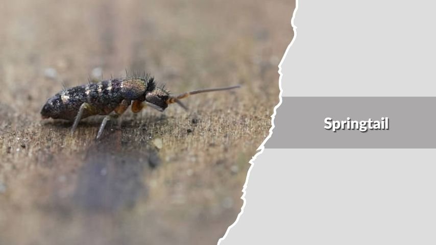 Springtail