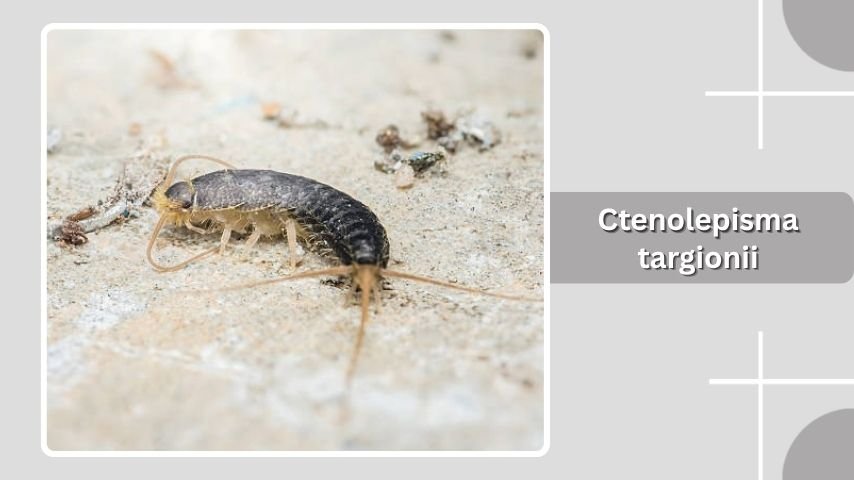 Ctenolepisma targionii