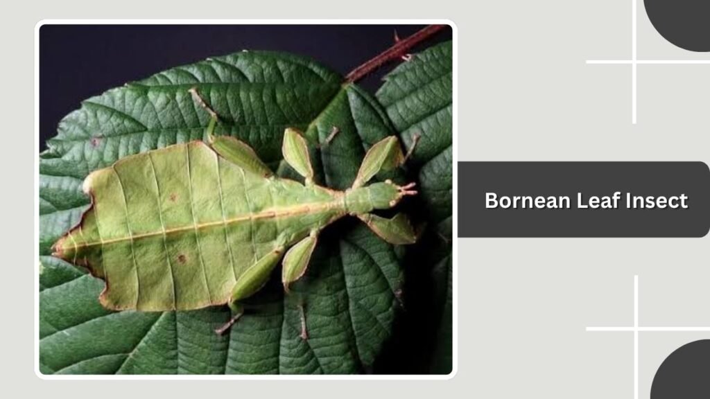 Bornean Leaf Insect