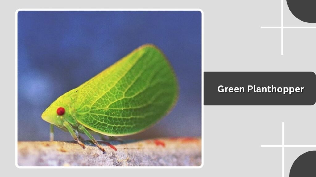Green Planthopper