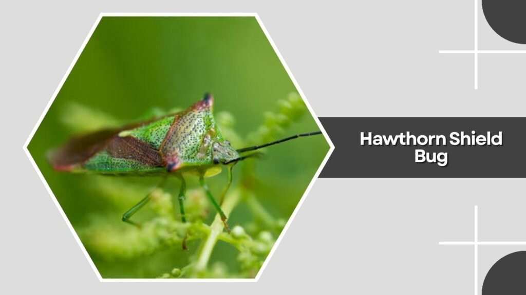 Hawthorn Shield Bug