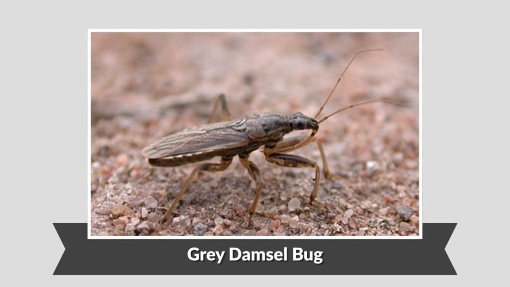 Grey Damsel Bug