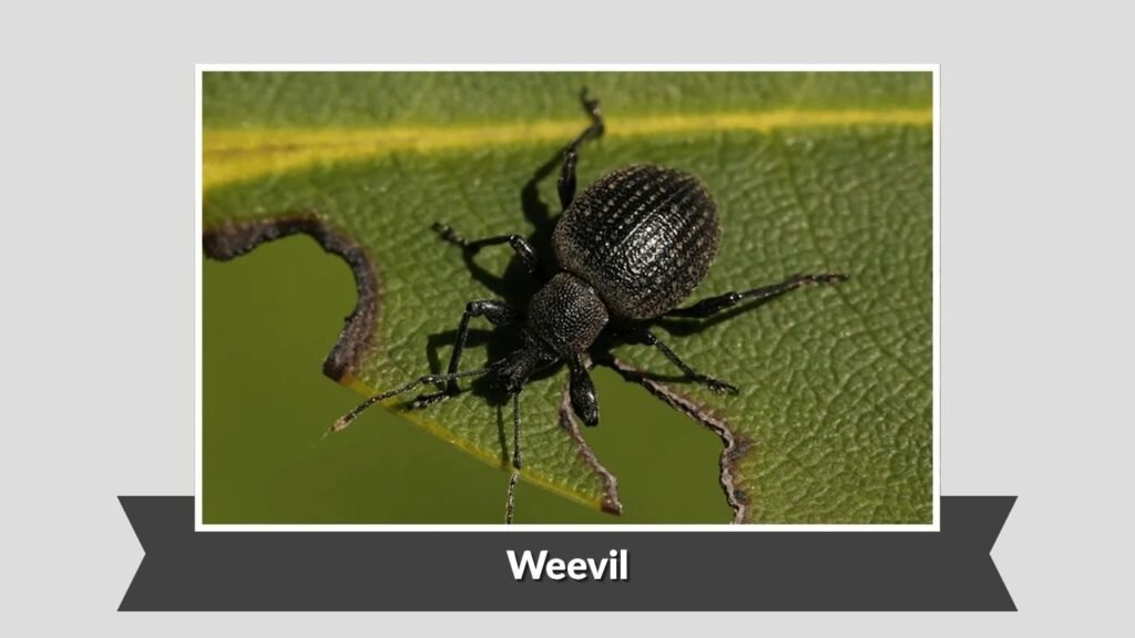 Weevil