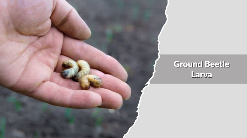  Ground Beetle Larva