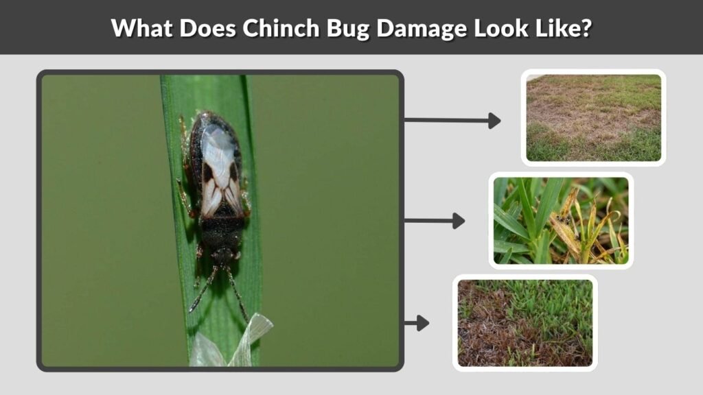 What Does Chinch Bug Damage Look Like?