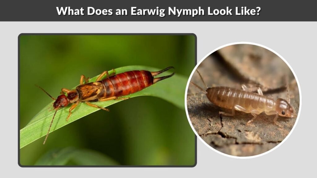 What Does an Earwig Nymph Look Like?