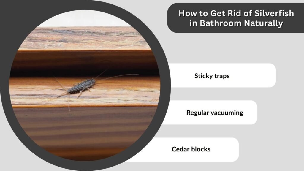 How to Get Rid of Silverfish in Bathroom Naturally