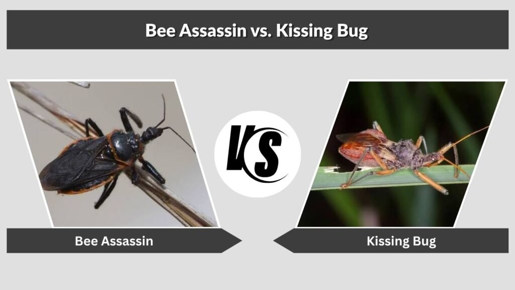 Bee Assassin vs. Kissing Bug