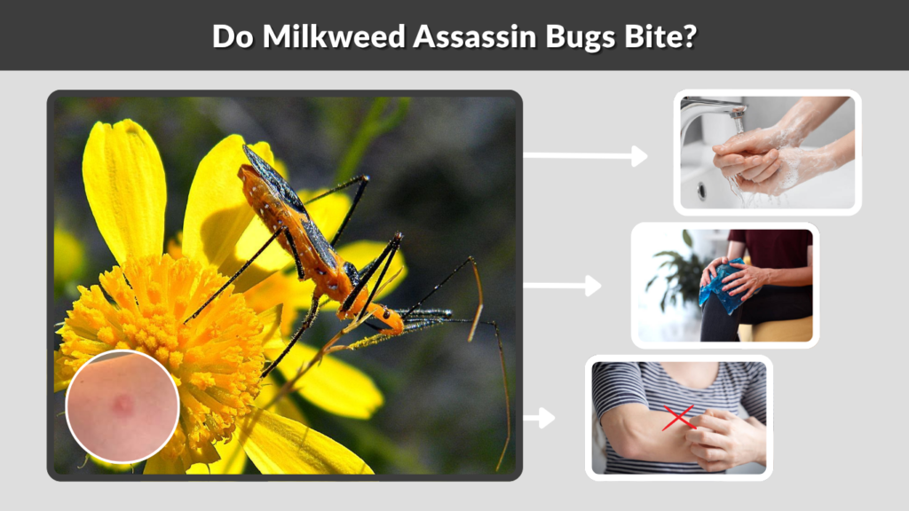 Do Milkweed Assassin Bugs Bite?