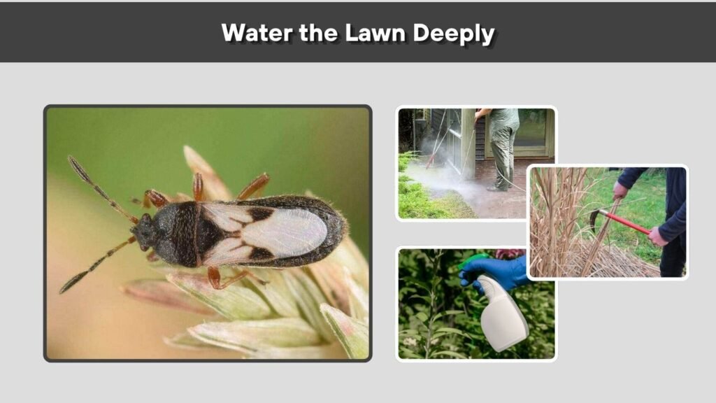 Water the Lawn Deeply