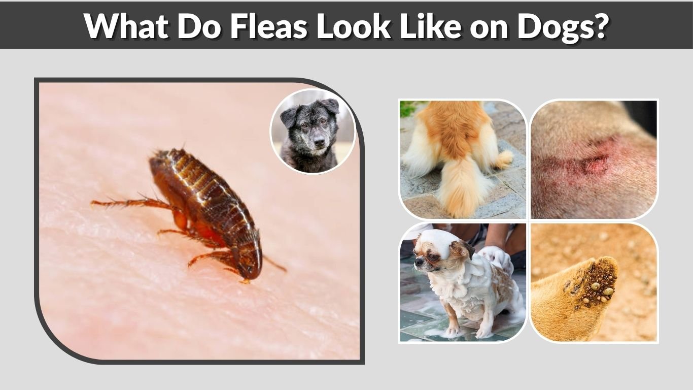 What Do Fleas Look Like on Dogs? Identification Guide