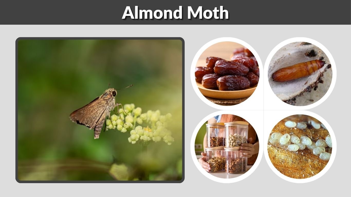 Almond Moth: Identification, Life Cycle, and Control