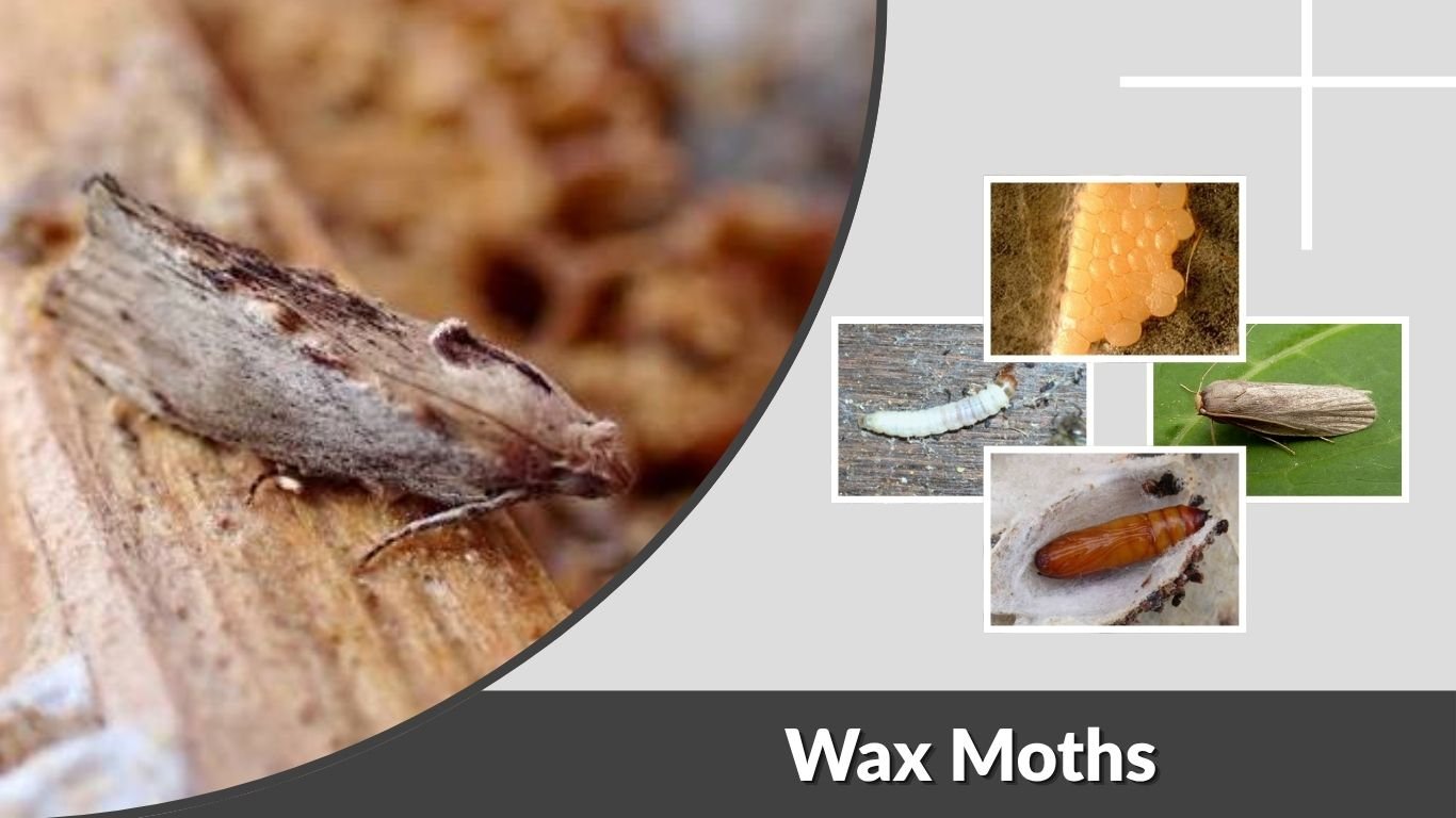 Wax Moths: Identification, Damage, and Beehive Control