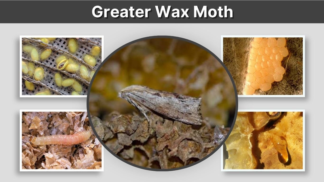 Greater Wax Moth: Identification, Hearing, and Control