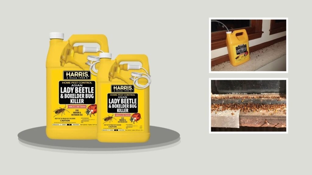 1. Harris Asian Lady Beetle and Box Elder Bug Killer