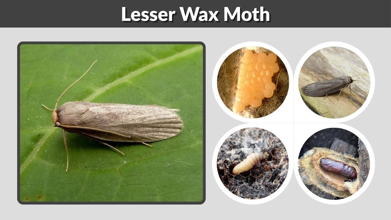 Lesser Wax Moth: Identification, Life Cycle and Hive Control